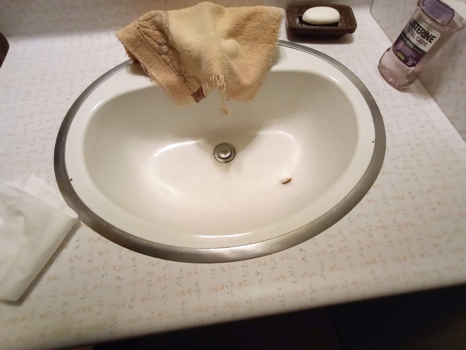 Photo of a bathroom countertop and sink. If you look very closely you may see the small dot of a bug in the sink.